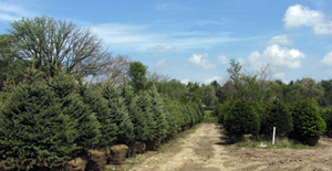 Oneys Tree Farm